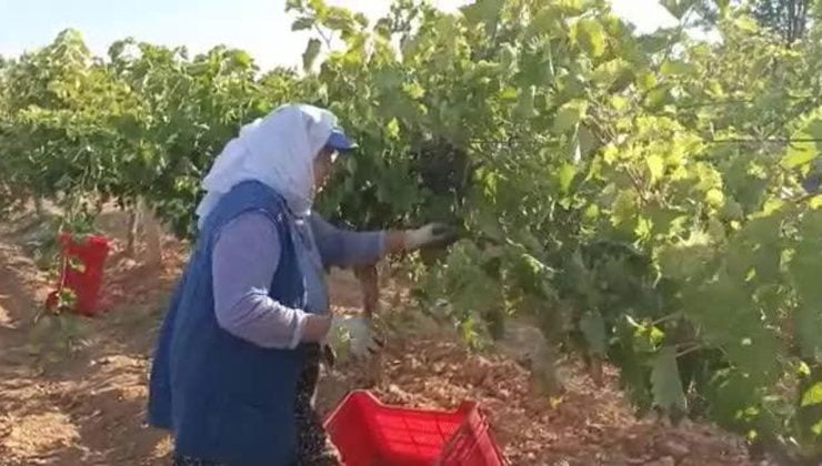 Denizlili Yevmiye Çalışanı: "68 Yaşındayım Fakirlikten Yevmiyeye Geliyorum"