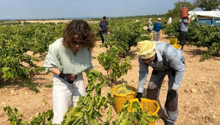 Paraşütçü kaymakam şalvar giyip üzüm topladı