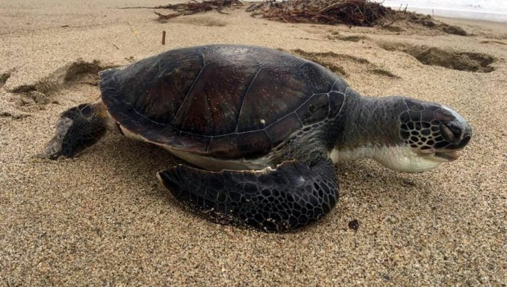 Kuşadası’nda 4 gün içinde 3 deniz kaplumbağası ölü bulundu