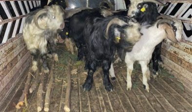 Çine’deki kayıp hayvanları jandarma ekipleri bularak sahibine teslim etti