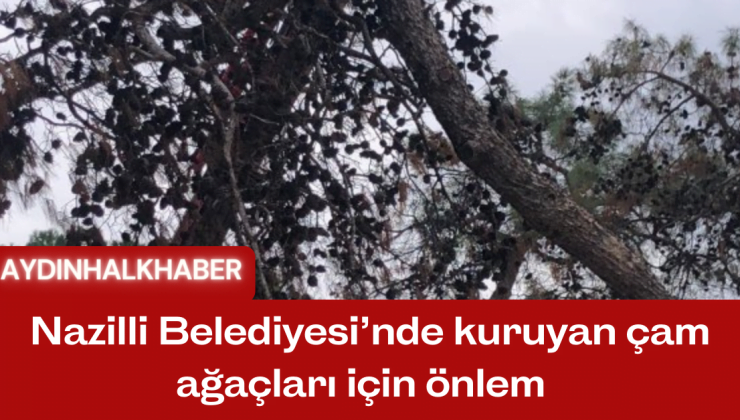 Nazilli Belediyesi’nde kuruyan çam ağaçları için önlem