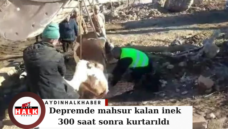 Depremde mahsur kalan inek 300 saat sonra kurtarıldı