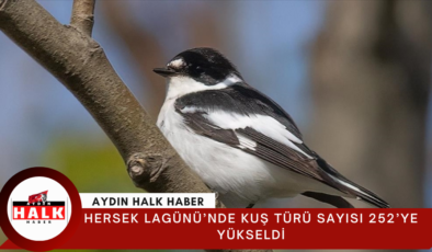 Hersek Lagünü’nde kuş türü sayısı 252’ye yükseldi