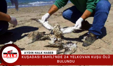 Kuşadası Sahili’nde 24 yelkovan kuşu ölü bulundu