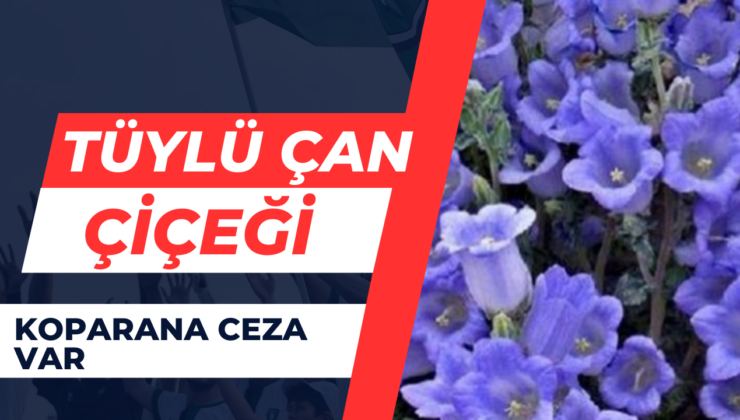 Tüylü Çan Çiçeği… Koparana Ceza Var