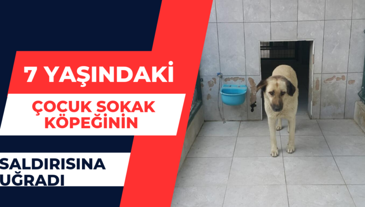 7 Yaşındaki Çocuk Sokak Köpeğinin Saldırısına Uğradı