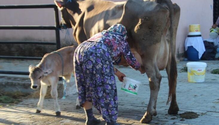 Süt üreticisine bayram ve resmi tatiller zehir oluyor