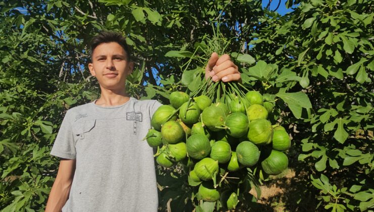 Aydın incirinde ‘ilekleme’ aralıksız sürüyor
