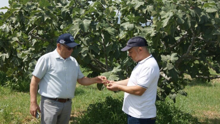 Kuyucak’ta incir bahçelerinde hastalık ve zararlı kontrolü yapıldı