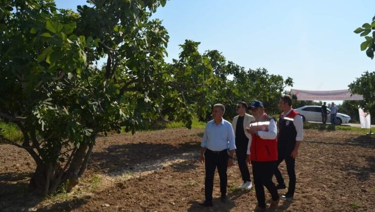 Buharkent’teki incir bahçelerine incelemelerde bulunuldu