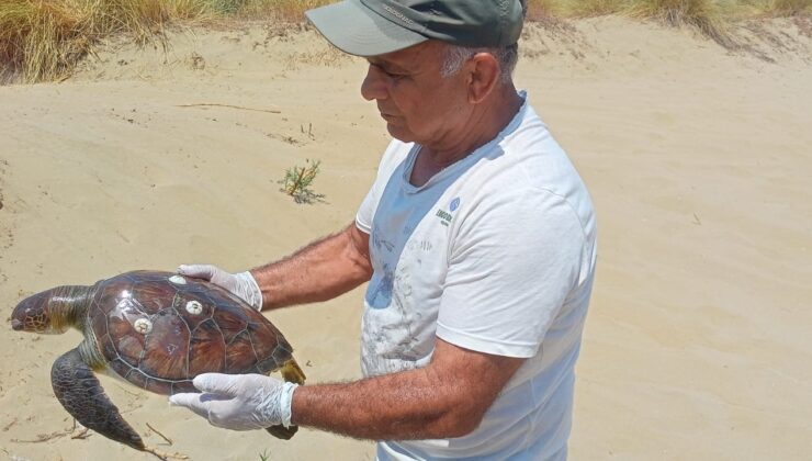 Kuşadası’nda 2 yeşil deniz kaplumbağası ölü bulundu