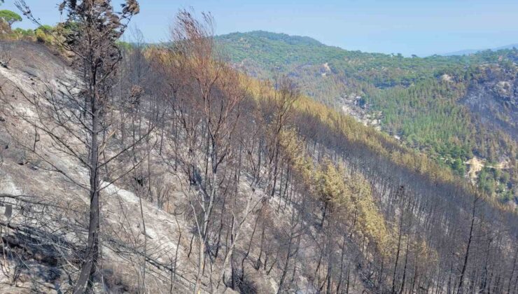 Bozdoğan’da yeşil siyaha döndü