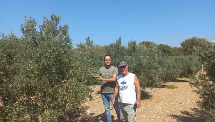 Aydın’da zeytin rekolte tahmin çalışmaları başladı