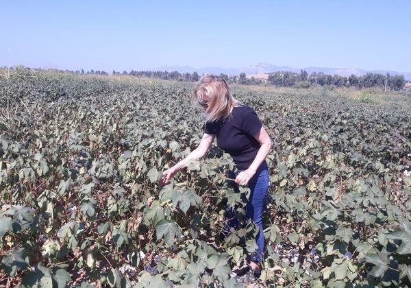 Söke’de yağlı tohumlu bitkilerde destekleme tespitleri devam ediyor