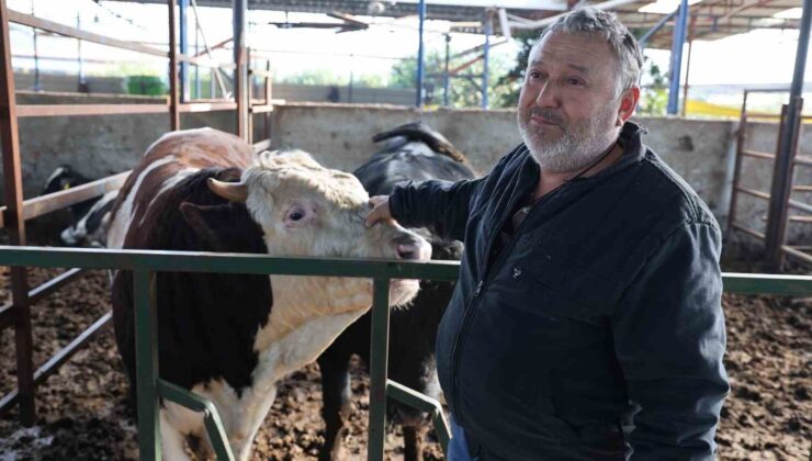 Öfkeli boğanın saldırısından sahibi canını zor kurtardı