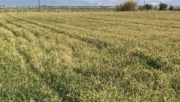 Aydın’da ekinler kuraklık nedeniyle boy vermeden sararmaya başladı