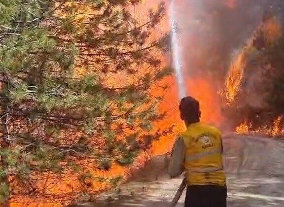 Aydın’da orman yangını