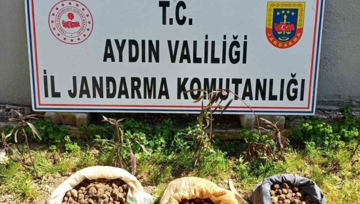 Didim’de 10 kilo salep toplarken yakalandılar