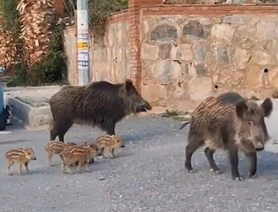 Domuz sürüsünün rahatlığı şaşırttı