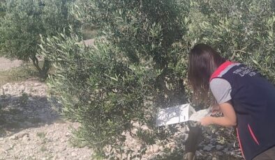 Didim’de zeytinliklerde hastalık ve zararlı denetimi yapıldı