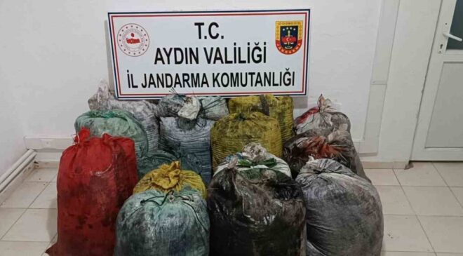 İzinsiz zeytin toplayan 11 şüpheli yakalandı